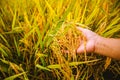 Close up of yellow green rice field. hand tenderly touching a rice in the paddy field. Ear of rice, Agriculture Royalty Free Stock Photo