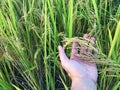 Rice field Golden paddy in  hand Royalty Free Stock Photo