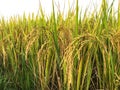 Rice field Golden paddy Royalty Free Stock Photo