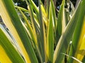Close up of yellow-green striped leaves. Irises in the garden. Genus of perennial rhizome plants of the Iris family Royalty Free Stock Photo