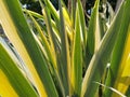 Close up of yellow-green striped leaves. Irises in the garden. Genus of perennial rhizome plants of the Iris family. Yellow green