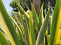 Close up of yellow-green striped leaves. Irises in the garden. Genus of perennial rhizome plants of the Iris family Royalty Free Stock Photo