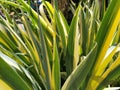 Close up of yellow-green striped leaves. Irises in the garden. Genus of perennial rhizome plants of the Iris family. Yellow green Royalty Free Stock Photo
