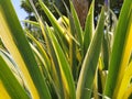 Close up of yellow-green striped leaves. Irises in the garden. Genus of perennial rhizome plants of the Iris family. Yellow green Royalty Free Stock Photo