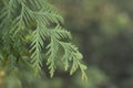 Close-up yellow-green texture of leaves western thuja on blurred with bokeh green background.