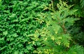 Close-up yellow-green texture of leaves western thuja Thuja occidentalis Aurea on blurred boxwood Buxus sempervirens background