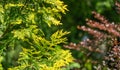 Close-up yellow-green texture of leaves western thuja Thuja occidentalis Aurea. Nature landscape, fresh wallpaper and nature bac