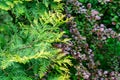 Close-up yellow-green texture of leaves western thuja with purple foliage of barberry Berberis thunbergii Atropurpurea