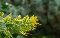 Close-up yellow-green texture of leaves western thuja with raindrops on blurred with bokeh green background