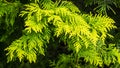 Close-up yellow-green texture of leaves western thuja Thuja occidentalis Aurea. Nature landscape, fresh wallpaper