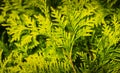 Close-up yellow-green texture of leaves western thuja Thuja occidentalis Aurea. Nature landscape, fresh wallpaper