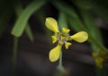 Close-up of yellow ground orchid Spathoglottis, the tropical flower and decorate in the garden Royalty Free Stock Photo