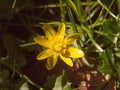 close up of yellow growing spring pretty flower floor green grass - Ranunculus ficaria L. - Lesser Celandine Royalty Free Stock Photo