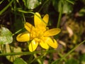 close up of yellow growing spring pretty flower floor green grass - Ranunculus ficaria L. - Lesser Celandine Royalty Free Stock Photo