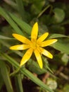 close up of yellow growing spring pretty flower floor - Ranunculus ficaria L. - Lesser Celandine Royalty Free Stock Photo