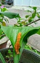 close-up of Yellow hairy Caterpillar Crawling on green leaf. nature Background. Macro. Royalty Free Stock Photo