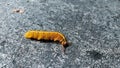 close up of Yellow hairy caterpillar on the street. nature background. Royalty Free Stock Photo