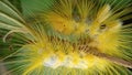 Close-up of a yellow hairy caterpillar on a tree branch, showcasing its vibrant color and fuzzy texture.