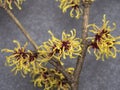Close up of yellow Hamamelis Mollis (Witch Hazel) flowers in early spring. Royalty Free Stock Photo