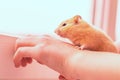 close-up. yellow hamster agility runs hand in hand. there is a tint. natural lighting Royalty Free Stock Photo