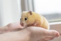 close-up. yellow hamster agility runs hand in hand. there is a tint. natural lighting Royalty Free Stock Photo