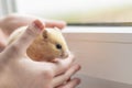 close-up. yellow hamster agility runs hand in hand. there is a tint. natural lighting Royalty Free Stock Photo