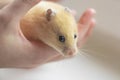 close-up. yellow hamster agility runs hand in hand. there is a tint. natural lighting Royalty Free Stock Photo