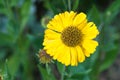 Close-up of yellow Helenium bloom