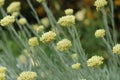 Close up of a yellow helichrysum growing in an English country garden