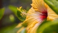 Close-up of yellow hibiscus  blossom behind green leaves. A bouquet of a hibiscus petals in a garden in the Cameron highlands, Royalty Free Stock Photo