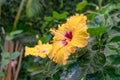 Close-up of a yellow hibiscus flower Royalty Free Stock Photo