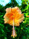 Close up of yellow hibiscus in indonesia it is known as kembang sepatu kembang sepatu flower. Macro photo with redmi 9T Royalty Free Stock Photo
