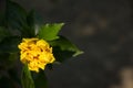 Close up of Yellow Hibiscus rosa Flower