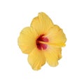 Yellow hibiscus rosa sinensis flowers blooming isolated on white background , clipping path