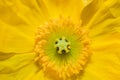 Close up of a yellow Iceland poppy flower