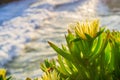 Close up of Yellow Iceplant Carpobrotus edulis wildflowers Royalty Free Stock Photo