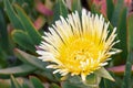 Close up of Yellow Iceplant flower Carpobrotus edulis, California