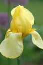 Yellow bearded iris blooming in springtime on an overcast day Royalty Free Stock Photo