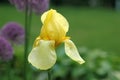 Yellow bearded iris blooming in springtime on an overcast day Royalty Free Stock Photo