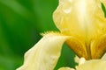 Yellow bearded iris blooming in a flowewr bed on an ovecast day Royalty Free Stock Photo