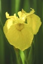 Blooming yellow iris flower with dew drops and detail of the veins Royalty Free Stock Photo