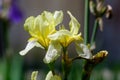 Close up of a yellow iris flower in full bloom, in a garden in a sunny spring day