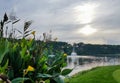 Close-up of yellow irises near a pond with a fountain in the landscape of Golf courses Royalty Free Stock Photo