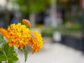 Close up yellow Ixora flower and blurry green leaf in the garden. Royalty Free Stock Photo