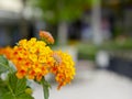 Close up yellow Ixora flower and blurry green leaf in the garden Royalty Free Stock Photo