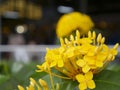 Close up yellow Ixora flower and blurry green leaf in the garden. Royalty Free Stock Photo