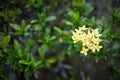 Close up of Yellow Ixora flowers.