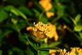 Close-up of yellow Ixora Gold in the garden.