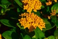 Close-up of yellow Ixora Gold in the garden.