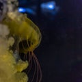 Close up of a yellow jellyfish inside an aquarium Royalty Free Stock Photo